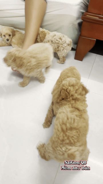Chó Poodle Tiny Nâu Mơ Gần 2 tháng. Mua bán Chó tại Quận 8 Tp Hồ Chí Minh được đăng bởi Bảo DS hình 1