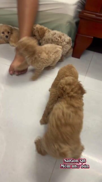 Chó Poodle Tiny Nâu Mơ Gần 2 tháng. Mua bán Chó tại Quận 8 Tp Hồ Chí Minh được đăng bởi Bảo DS hình 1