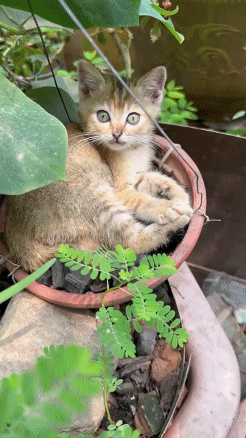 Mèo lai cái 2 tháng tuổi. Mua bán Mèo tại Huyện Thanh Trì Hà Nội được đăng bởi A.dung hình 1