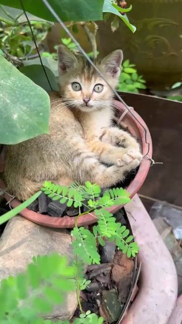 Mèo lai cái 2 tháng tuổi. Mua bán Mèo tại Huyện Thanh Trì Hà Nội được đăng bởi A.dung hình 1