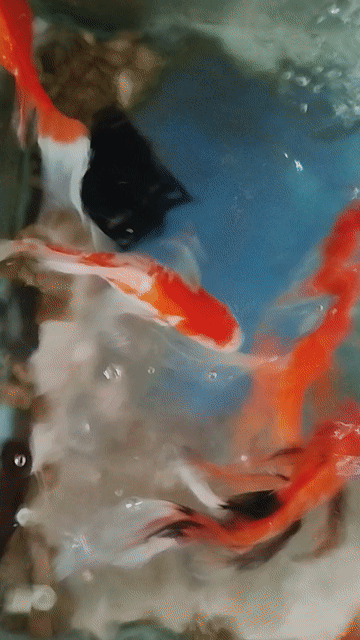 Cá chép đỏ 8 con. Mua bán Thú cưng khác tại Quận Bình Tân Tp Hồ Chí Minh được đăng bởi Petshop Văn Hùng hình 1