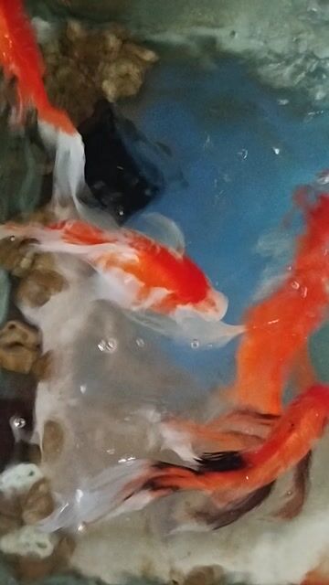 Cá chép đỏ 8 con. Mua bán Thú cưng khác tại Quận Bình Tân Tp Hồ Chí Minh được đăng bởi Petshop Văn Hùng hình 1