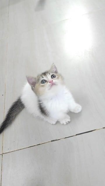Ở đây có nhỏ mèo lùn cái. Mua bán Mèo tại Thành phố Thủ Đức Tp Hồ Chí Minh được đăng bởi Thanh Liêm hình 1