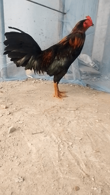Gà chọi Đực màu Đen, đỏ, xanh. Mua bán Gà tại Quận Bình Thạnh Tp Hồ Chí Minh được đăng bởi Nhí Minh hình 1