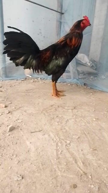 Gà chọi Đực màu Đen, đỏ, xanh. Mua bán Gà tại Quận Bình Thạnh Tp Hồ Chí Minh được đăng bởi Nhí Minh hình 1