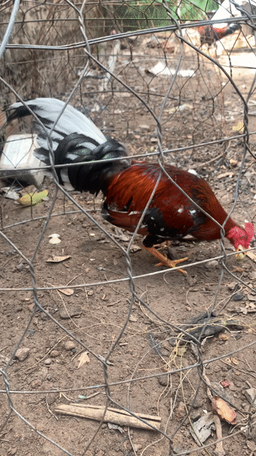 điều cuban. Mua bán Gà tại Huyện Bắc Tân Uyên Bình Dương được đăng bởi Duy hình 1