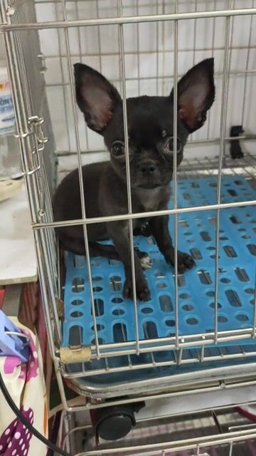 Chó chihuahua cái full đen chân huyền đề. Mua bán Chó tại Quận Bình Thạnh Tp Hồ Chí Minh được đăng bởi Tấn hình 1