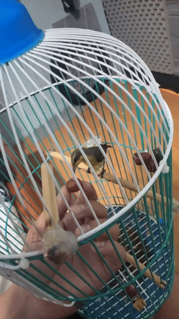 Chim Hút Mật Họng đen Đã hót chém cánh. Mua bán Chim tại Thị xã Bến Cát Bình Dương được đăng bởi Nguyễn Ngọc An hình 1