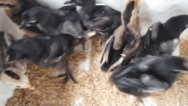 Gà con giống đen cả hai. Mua bán Gà tại Huyện Đông Sơn Thanh Hóa được đăng bởi Lê quang hà  hình 1