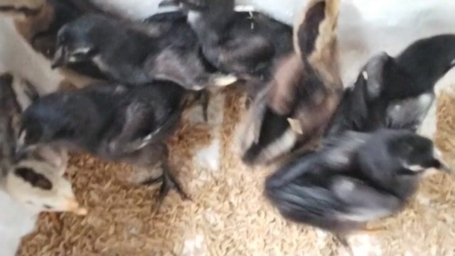 Gà con giống đen cả hai. Mua bán Gà tại Huyện Đông Sơn Thanh Hóa được đăng bởi Lê quang hà  hình 1