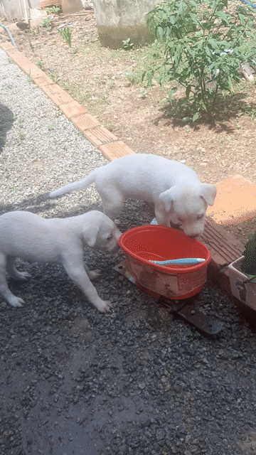 Chó con Trắng Đực Cái Đen 3 con. Mua bán Chó tại Huyện Xuân Lộc Đồng Nai được đăng bởi Linh hình 1