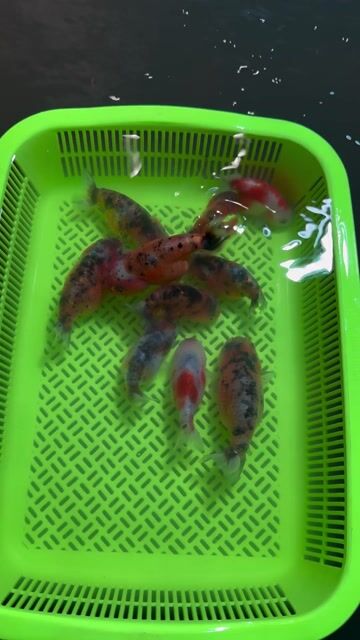 Cá vàng Ranchu Calico 10 con. Mua bán Thú cưng khác tại Huyện Hóc Môn Tp Hồ Chí Minh được đăng bởi Tiệm Nhà Cá Vàng  hình 1