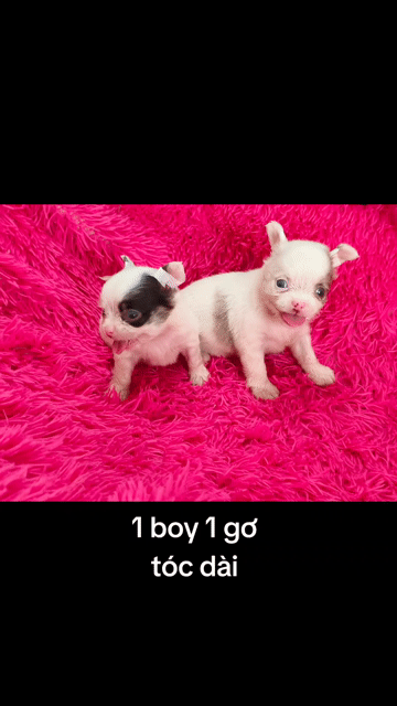 Chó Chihuahua bò sữa socola. Mua bán Chó tại Quận 8 Tp Hồ Chí Minh được đăng bởi ZoZo House Chihuahua hình 1