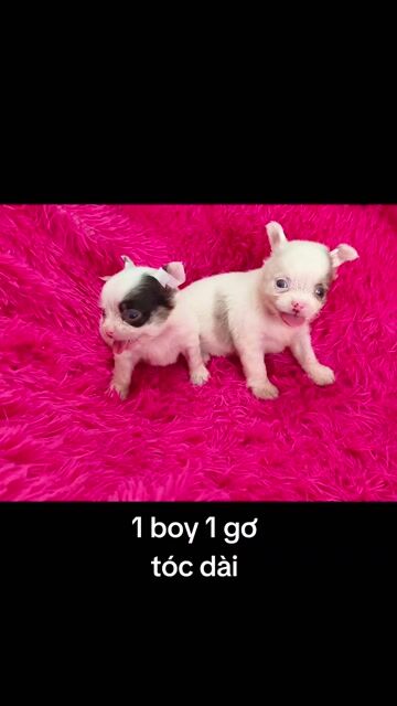 Chó Chihuahua bò sữa socola. Mua bán Chó tại Quận 8 Tp Hồ Chí Minh được đăng bởi ZoZo House Chihuahua hình 1
