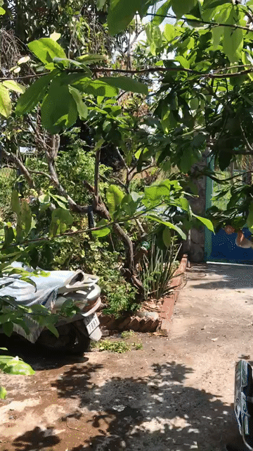 Mua bán Nhà ở Huyện Châu Thành Long An diện tích 570 m² giá 5,5 tỷ