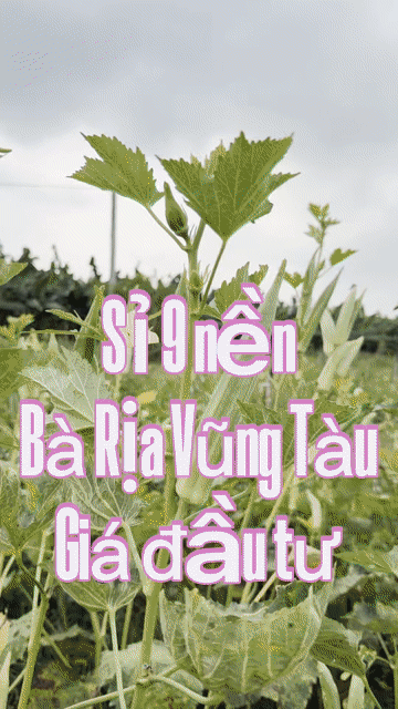 Mua bán Đất Huyện Châu Đức Bà Rịa - Vũng Tàu diện tích 300 m² giá 460 triệu