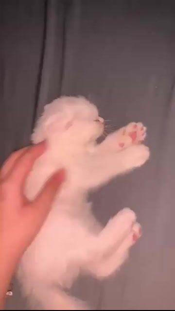 Mèo con Trắng đáng yêu. Mua bán Mèo tại Huyện Bình Chánh Tp Hồ Chí Minh được đăng bởi Su hình 1