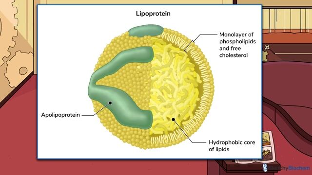 Lipid Transport (Key Enzymes, Major Apolipoproteins & Lipoprotein ...