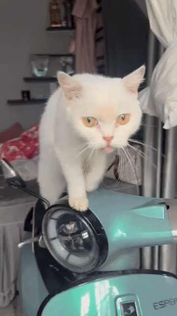 Mèo Anh Trắng. Mua bán Mèo tại Quận 8 Tp Hồ Chí Minh được đăng bởi thư hình 1
