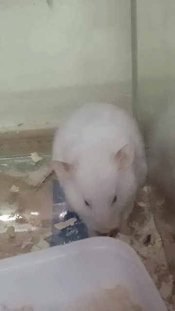 Chuột Hamster Trắng Cái . Mua bán Thú cưng khác tại Thành phố Thủ Đức Tp Hồ Chí Minh được đăng bởi Thanh Tam hình 1