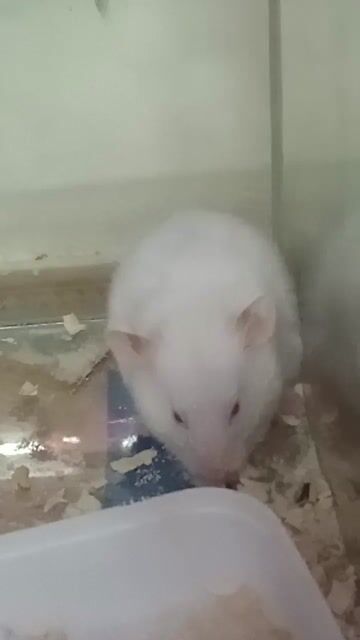 Chuột Hamster Trắng Cái . Mua bán Thú cưng khác tại Thành phố Thủ Đức Tp Hồ Chí Minh được đăng bởi Thanh Tam hình 1