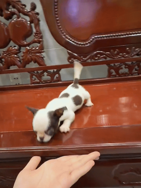 Chó Chihuahua Đực Cái Nhiều màu 2-3 tháng. Mua bán Chó tại Huyện Hóc Môn Tp Hồ Chí Minh được đăng bởi Ng Thư hình 1