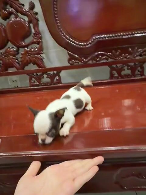 Chó Chihuahua Đực Cái Nhiều màu 2-3 tháng. Mua bán Chó tại Huyện Hóc Môn Tp Hồ Chí Minh được đăng bởi Ng Thư hình 1