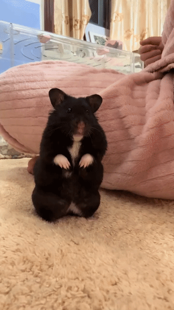 Hamster bear đen 150k. Mua bán Thú cưng khác tại Quận Gò Vấp Tp Hồ Chí Minh được đăng bởi Hamusuta  hình 1