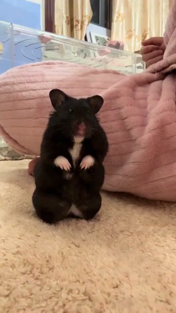 Hamster bear đen 150k. Mua bán Thú cưng khác tại Quận Gò Vấp Tp Hồ Chí Minh được đăng bởi Hamusuta  hình 1