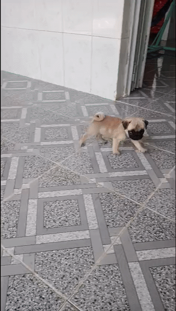 Chó Pug nhỏ nhắn. Mua bán Chó tại Huyện Giồng Trôm Bến Tre được đăng bởi Dương hạo tôn hình 1
