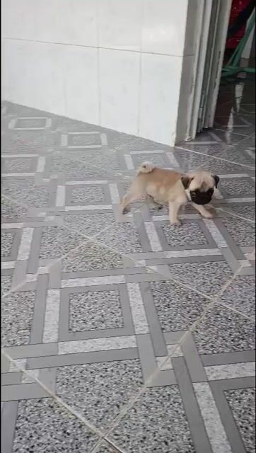 Chó Pug nhỏ nhắn. Mua bán Chó tại Huyện Giồng Trôm Bến Tre được đăng bởi Dương hạo tôn hình 1