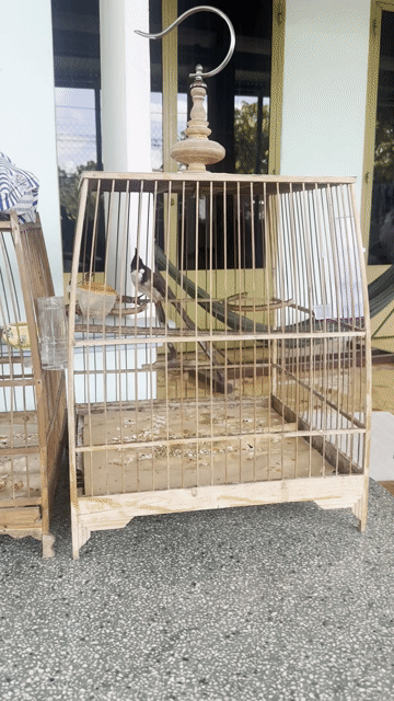 Chim chào mào mái bông. Mua bán Chim tại Huyện Vĩnh Cửu Đồng Nai được đăng bởi phong bụi hình 1