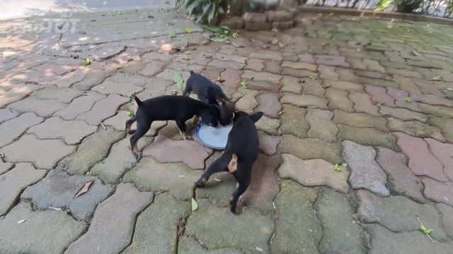 Chó Phốc Hươu Đực Cái Đen Vàng Khỏe Mạnh. Mua bán Chó tại Quận Hoàng Mai Hà Nội được đăng bởi Nguyễn Hà Phương hình 1