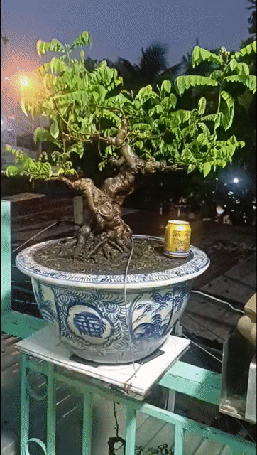 Cây cảnh Khế gân 78cm 34cm 35cm 50cm kèm chậu. Mua bán Cây cảnh, đồ trang trí tại Huyện Nhơn Trạch Đồng Nai được đăng bởi Chưa đặt tên kim hình 1