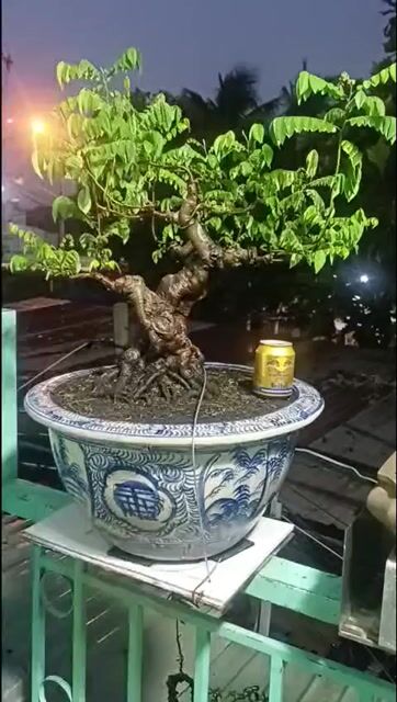 Cây cảnh Khế gân 78cm 34cm 35cm 50cm kèm chậu. Mua bán Cây cảnh, đồ trang trí tại Huyện Nhơn Trạch Đồng Nai được đăng bởi Chưa đặt tên kim hình 1