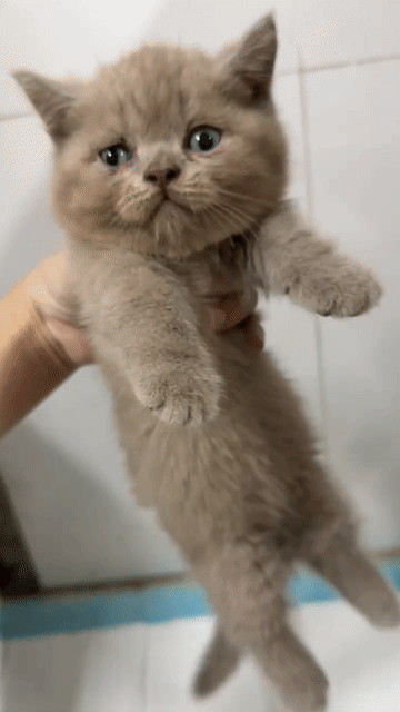 Mèo Anh lông ngắn đực Lilac lùn 2th tuổi. Mua bán Mèo tại Quận 1 Tp Hồ Chí Minh được đăng bởi Hưng Lê hình 1