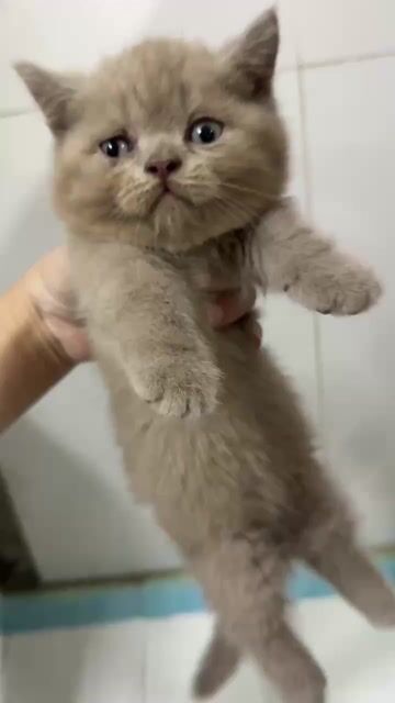 Mèo Anh lông ngắn đực Lilac lùn 2th tuổi. Mua bán Mèo tại Quận 1 Tp Hồ Chí Minh được đăng bởi Hưng Lê hình 1