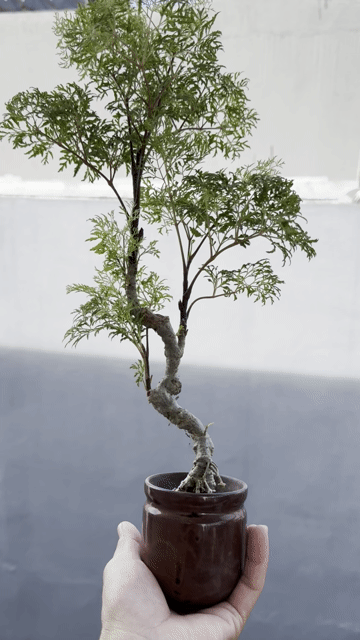 Cây cảnh Đinh lăng Mini. Mua bán Cây cảnh, đồ trang trí tại Thành phố Long Xuyên An Giang được đăng bởi Hu Khong hình 1