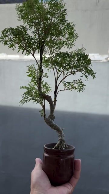 Cây cảnh Đinh lăng Mini. Mua bán Cây cảnh, đồ trang trí tại Thành phố Long Xuyên An Giang được đăng bởi Hu Khong hình 1