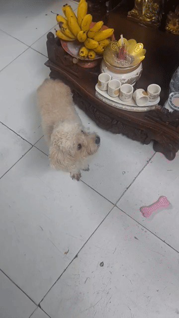 Chó cảnh Cái 1 tuổi Khỏe mạnh. Mua bán Chó tại Quận 11 Tp Hồ Chí Minh được đăng bởi Quế Phương  hình 1