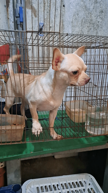 Chó Chihuahua Cái Trắng vàng 7 tháng đã tiêm. Mua bán Chó tại Quận 12 Tp Hồ Chí Minh được đăng bởi Ha Chu hình 1