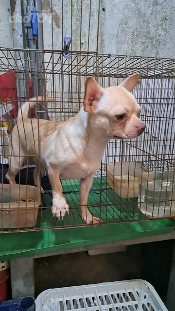 Chó Chihuahua Cái Trắng vàng 7 tháng đã tiêm. Mua bán Chó tại Quận 12 Tp Hồ Chí Minh được đăng bởi Ha Chu hình 1