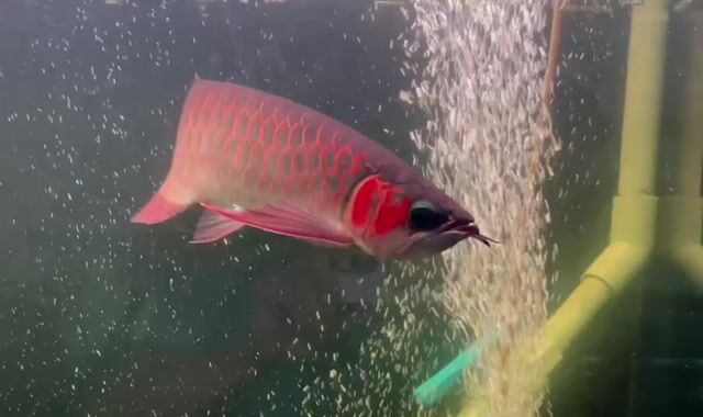 huyết long phông đen. Mua bán Thú cưng khác tại Thành phố Thủ Đức Tp Hồ Chí Minh được đăng bởi thang con hình 1