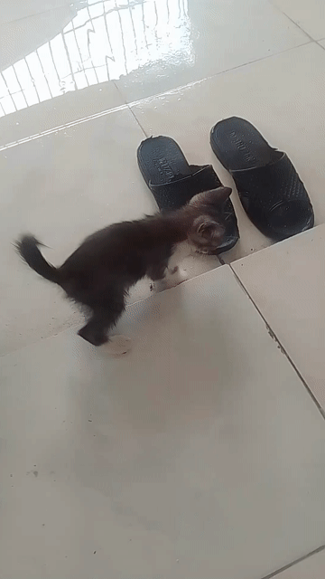 Mèo 2 tháng tuổi Đen trắng. Mua bán Mèo tại Quận Bắc Từ Liêm Hà Nội được đăng bởi Nhật hình 1