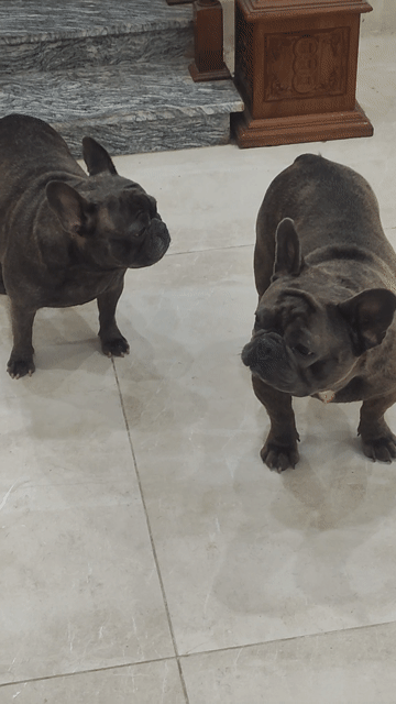 2 em bull pháp 1 đực 1cái. Mua bán Chó tại Quận Hà Đông Hà Nội được đăng bởi Duc  hình 1