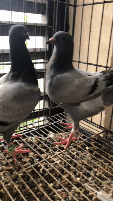 Chim bồ câu chim tơ. Mua bán Chim tại Quận Tân Phú Tp Hồ Chí Minh được đăng bởi Huy vu hình 1
