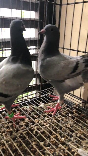 Chim bồ câu chim tơ. Mua bán Chim tại Quận Tân Phú Tp Hồ Chí Minh được đăng bởi Huy vu hình 1