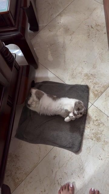 Mèo tai cụp chân lùn. Mua bán Mèo tại Quận Hoàng Mai Hà Nội được đăng bởi Gia Linh hình 1