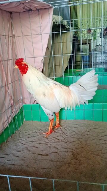 bứm 2k9 tay dày. Mua bán Gà tại Huyện Lai Vung Đồng Tháp được đăng bởi nhật thiên hình 1