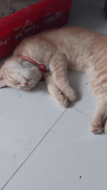 Mèo ALN 8 tháng tuổi. Mua bán Mèo tại Thành phố Thuận An Bình Dương được đăng bởi nhận biết cuộc sống hình 1